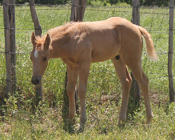 CD Diamond x ARC Its Go Time - 2016 Colt